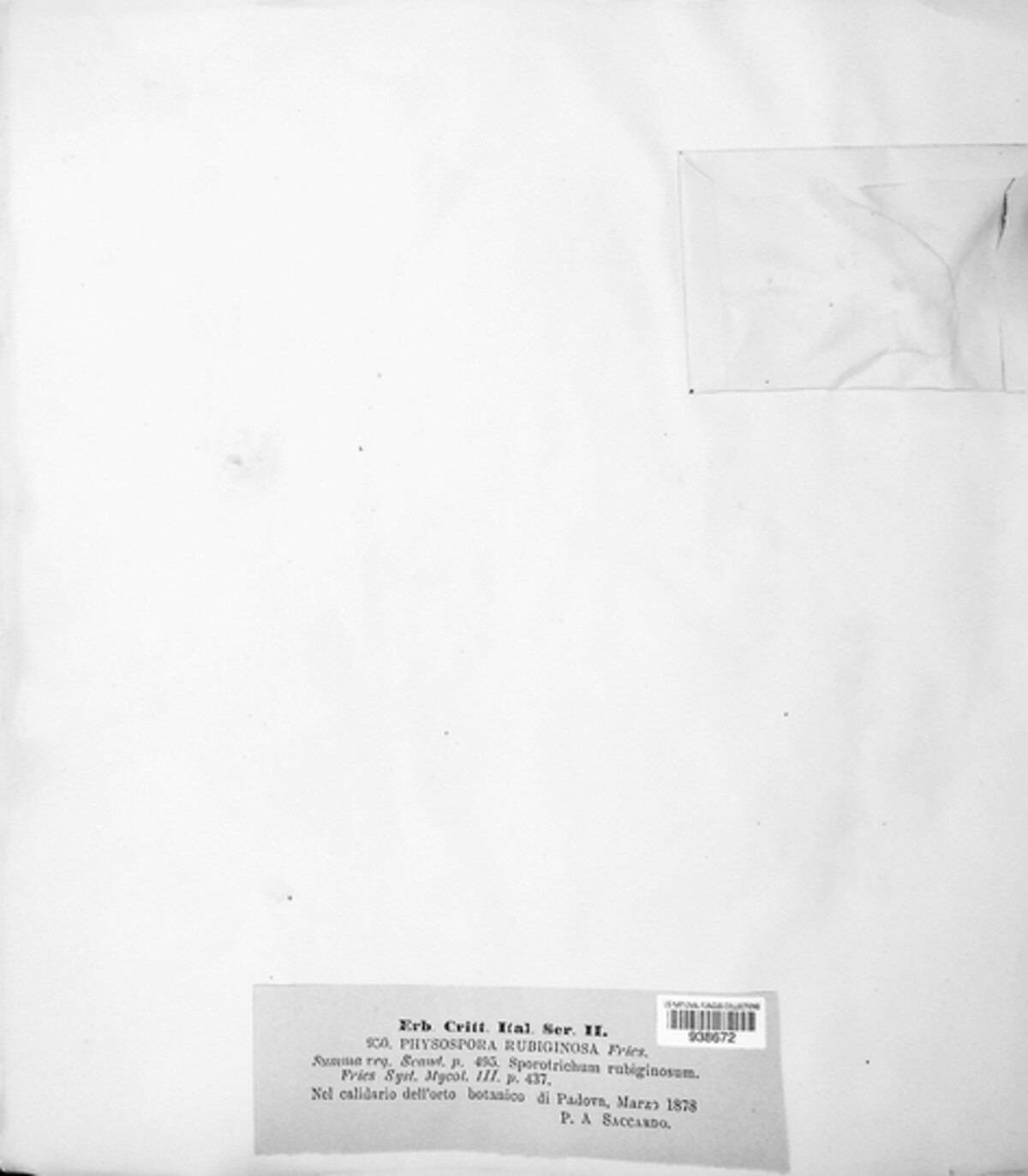 Botryobasidium rubiginosum image